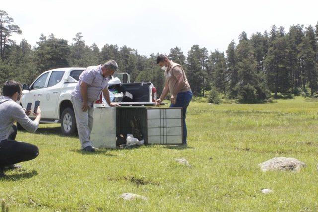 Tedavi edilen karaca doğaya bırakıldı