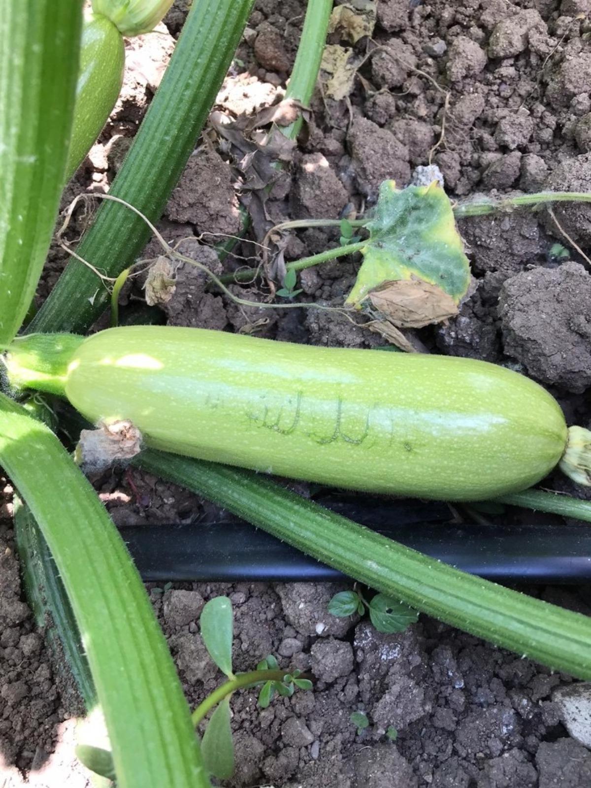 Bursalı &ccedil;ift&ccedil;iyi ağlatan g&ouml;r&uuml;nt&uuml;!