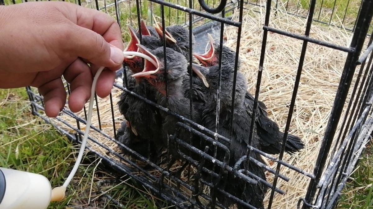 Van YY&Uuml;&rsquo;n&uuml;n sevimli misafirleri