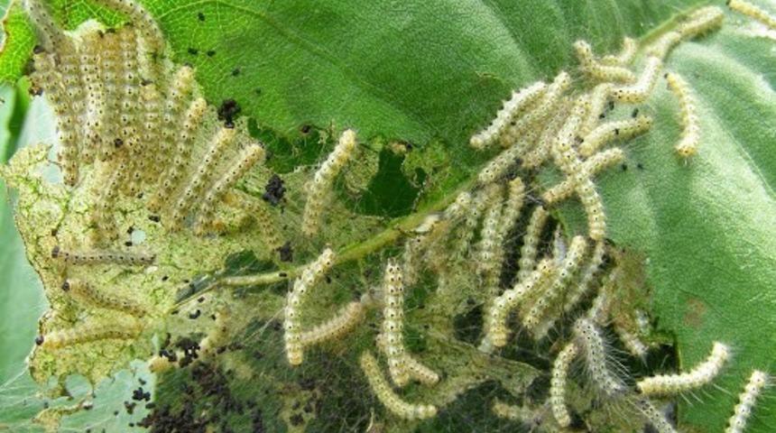 Amerikan Beyaz Kelebeği ile 12 ilçede mücadele ediliyor