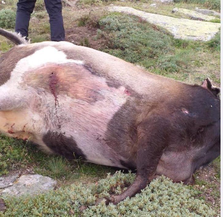 Denizli’de kan donduran olay! Hayvanlar tüfekle vurulmuş halde bulundu G1