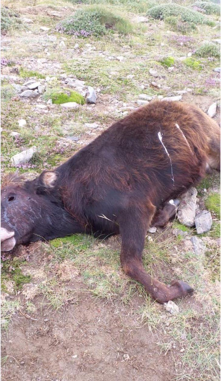 Denizli’de kan donduran olay! Hayvanlar tüfekle vurulmuş halde bulundu G3