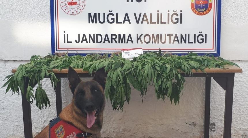 K&ouml;yceğiz&rsquo;de uyuşturucu operasyonu