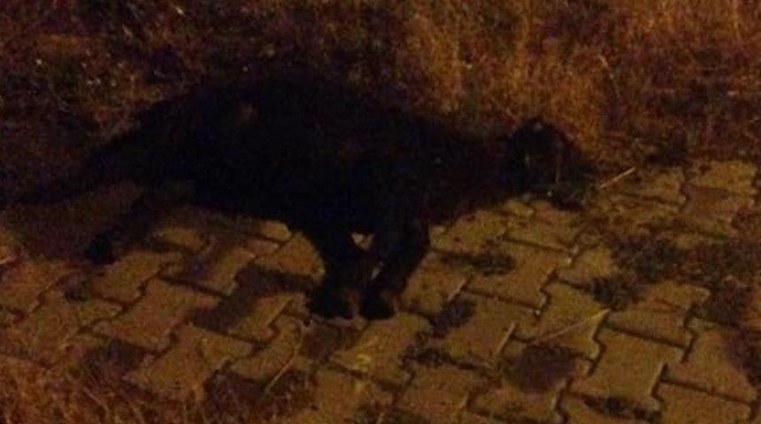 Otomobilin &ccedil;arptığı koyunlar telef oldu