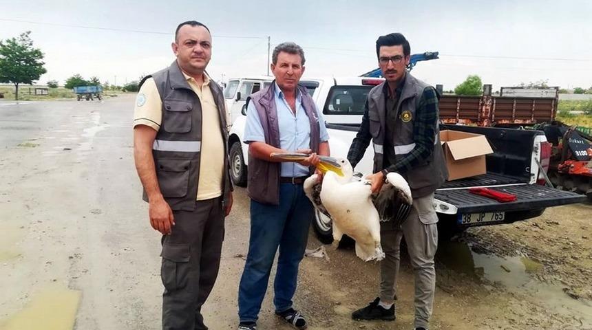 Yaralı pelikan ve tilki yavrusu koruma altına alındı