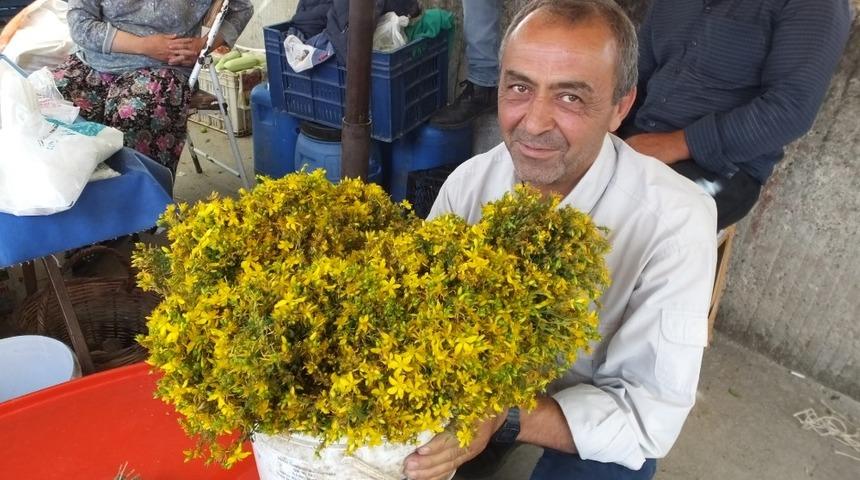 Kantaron &ccedil;i&ccedil;eği k&ouml;yl&uuml;lere ge&ccedil;im kaynağı oldu