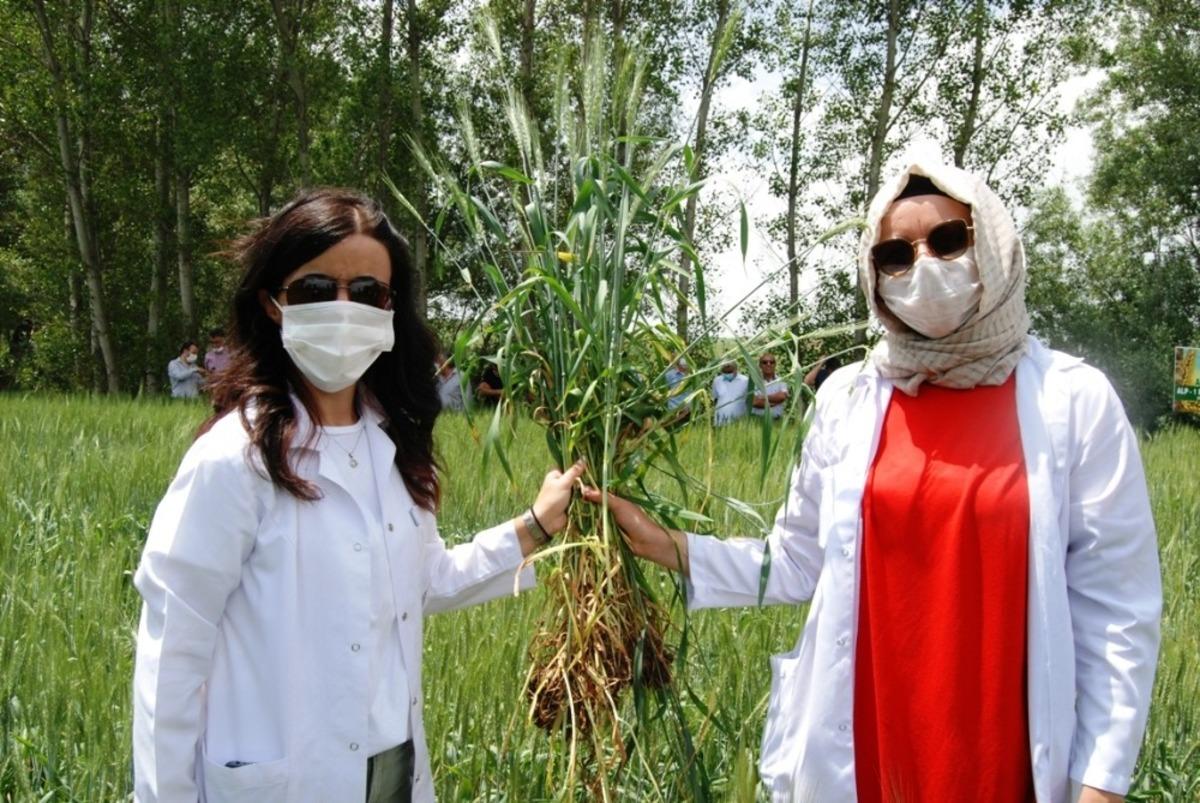 Milli ve yerli buğday tohumu &ccedil;eşidi &ccedil;ift&ccedil;iyle buluştu