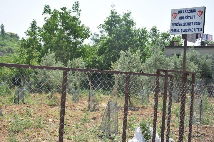 Erdemli’de atıl araziler tarıma kazandırılıyor G1