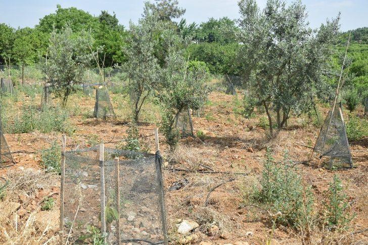 Erdemli’de atıl araziler tarıma kazandırılıyor G2