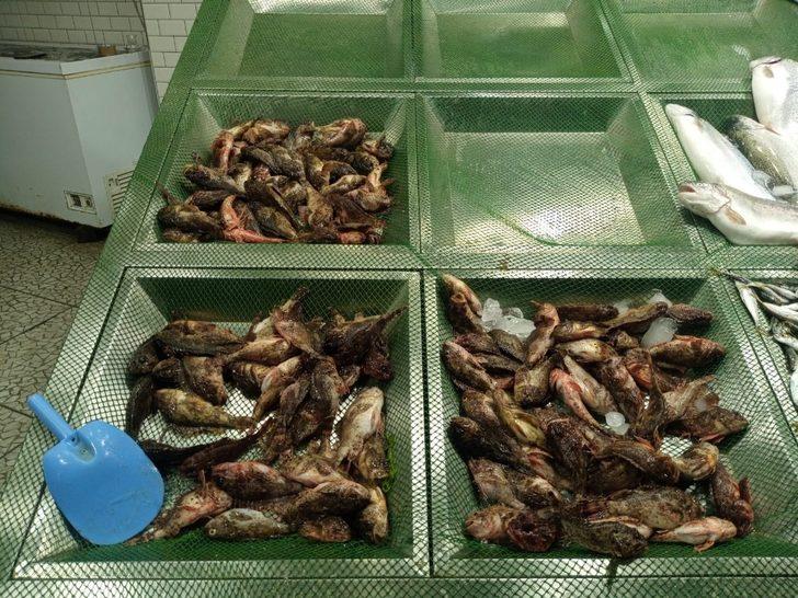 Tezgahların yeni gözdesi iskorpit oldu G2