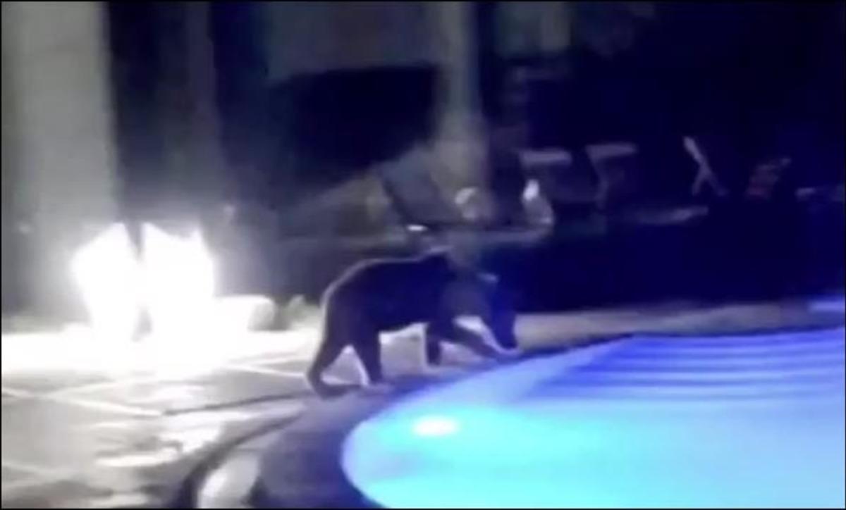 Bilecik'te boz ayı havuza girip y&uuml;zd&uuml;