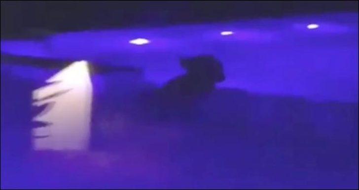 Bilecik'te boz ayı havuza girip yüzdü G2