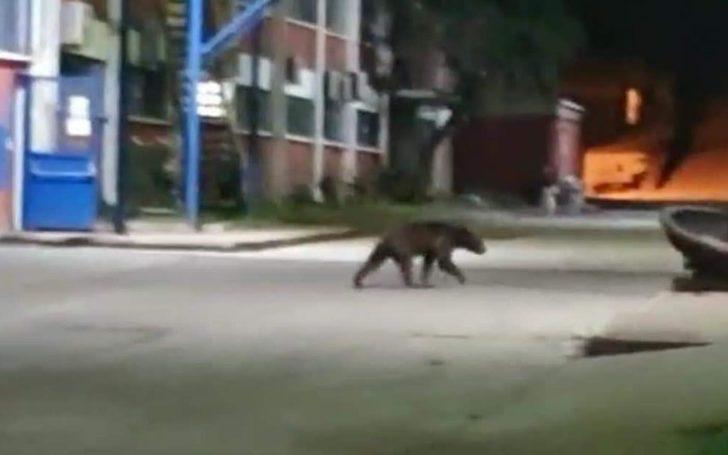 Bilecik'te boz ayı havuza girip yüzdü G3