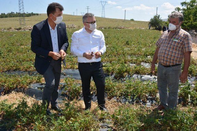 Niğde Valisi Şimşek, dolu zararı gören bahçeleri inceledi