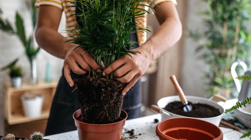 İşte evdeki &ccedil;i&ccedil;ekleri coşturacak &ouml;neriler! Haşlanmış sebze ve yumurta kabuğu...