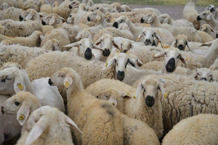 4 koyunla hayvan yetiştiriciliğine başladı, 800 küçükbaş hayvana ulaştı G1