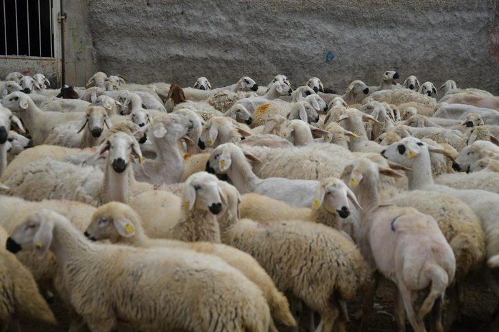 4 koyunla hayvan yetiştiriciliğine başladı, 800 küçükbaş hayvana ulaştı G3