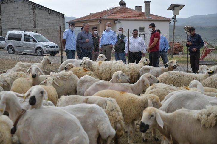 4 koyunla hayvan yetiştiriciliğine başladı, 800 küçükbaş hayvana ulaştı G4