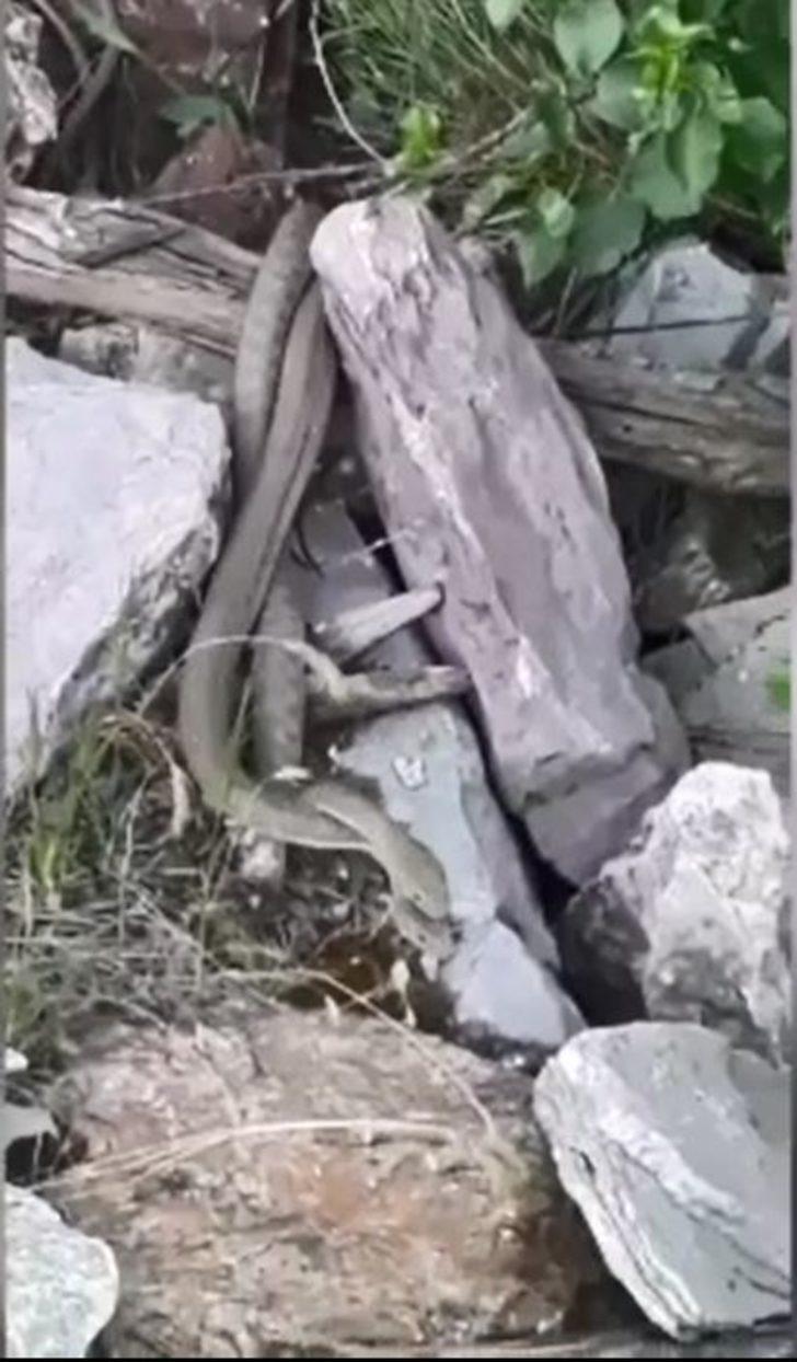 Yılanların 'çiftleşme dansı' görüntülendi G1