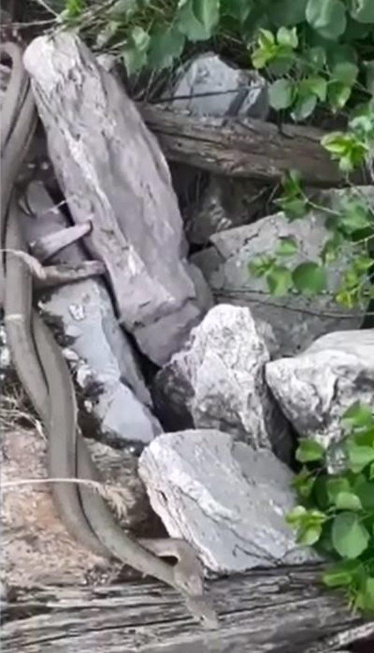 Yılanların 'çiftleşme dansı' görüntülendi G2