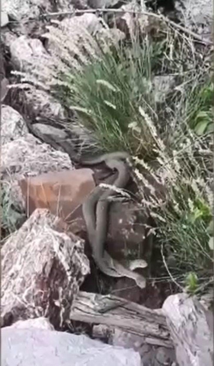 Yılanların 'çiftleşme dansı' görüntülendi G4