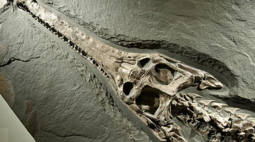 Milyonlarca yıl &ouml;nce yaşamış! 2 ayağı &uuml;zerinde y&uuml;r&uuml;yebilen timsah t&uuml;r&uuml; bulundu