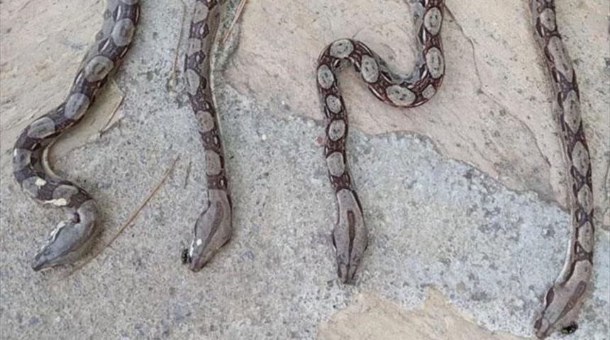 Antalya’da yolcu otobüsünde piton şoku!