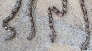 Antalya’da yolcu otobüsünde piton şoku!