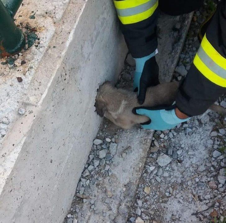 Kafası yağmur suyu giderine sıkışan yavru köpek kurtarıldı G1