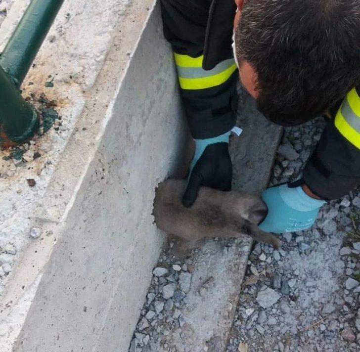 Kafası yağmur suyu giderine sıkışan yavru köpek kurtarıldı G2