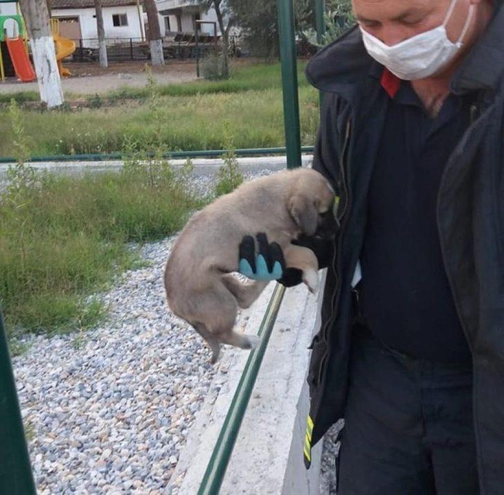 Kafası yağmur suyu giderine sıkışan yavru köpek kurtarıldı G3