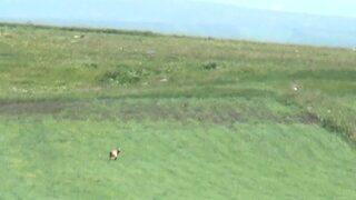 Çıldır Gölü kıyısında boz ayı görüntülendi: İlk kez karşımıza çıktı