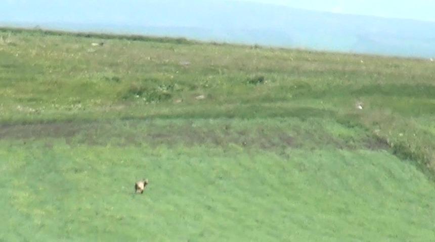 Çıldır Gölü kıyısında boz ayı görüntülendi: İlk kez karşımıza çıktı