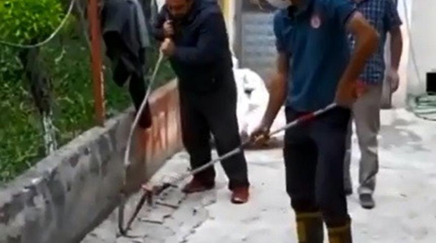 Erzurum'da yılan paniği! Gören telefonuna sarıldı