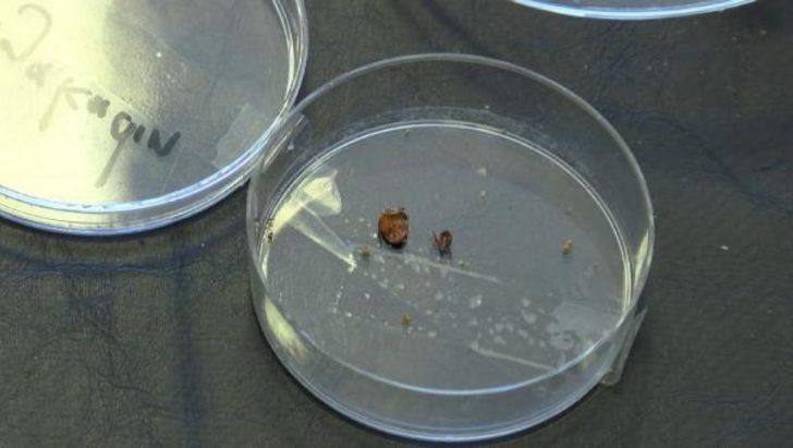 İstanbullular dikkat! Koronavirüsten sonra ‘Lyme’ tehlikesi G1