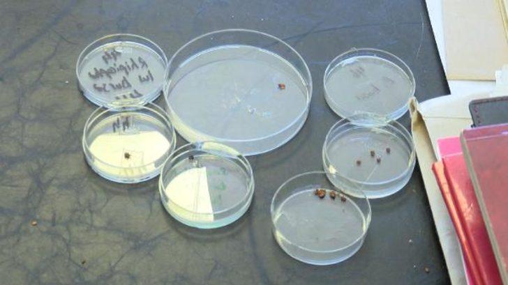 İstanbullular dikkat! Koronavirüsten sonra ‘Lyme’ tehlikesi G2