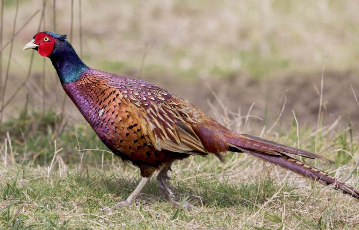 51 yılda 306 bin &rsquo;kene avcısı s&uuml;l&uuml;n&rsquo; tabiata salındı