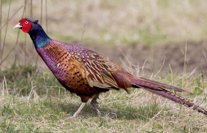 51 yılda 306 bin ’kene avcısı sülün’ tabiata salındı G1