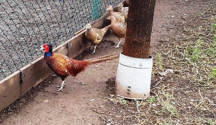 51 yılda 306 bin ’kene avcısı sülün’ tabiata salındı G2