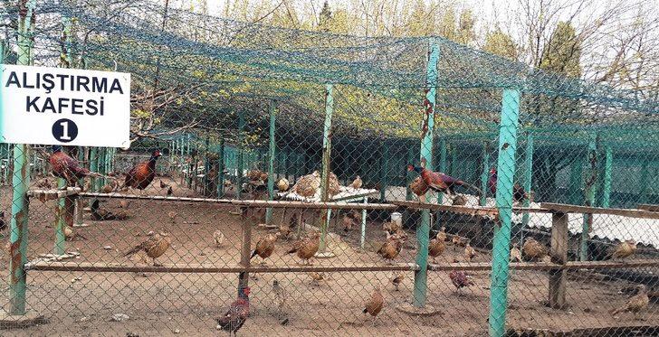 51 yılda 306 bin ’kene avcısı sülün’ tabiata salındı G3