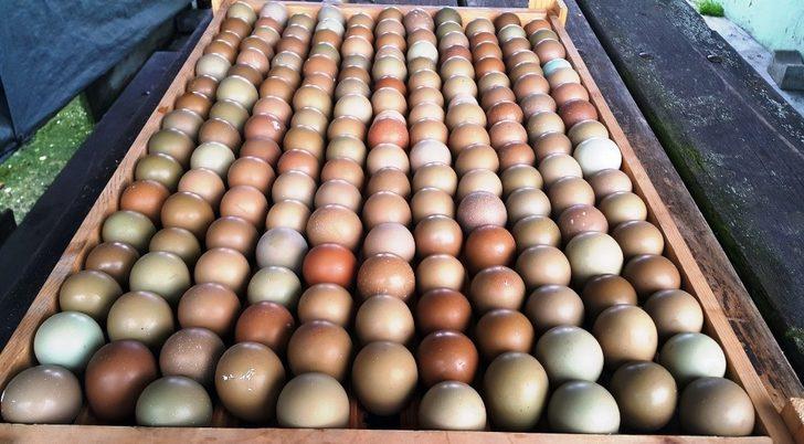 51 yılda 306 bin ’kene avcısı sülün’ tabiata salındı G4