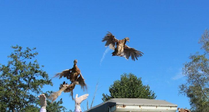 51 yılda 306 bin ’kene avcısı sülün’ tabiata salındı G5