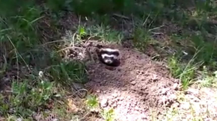 Kırmızı listede yer alıyor! Kars'ta alaca sansar görüntülendi