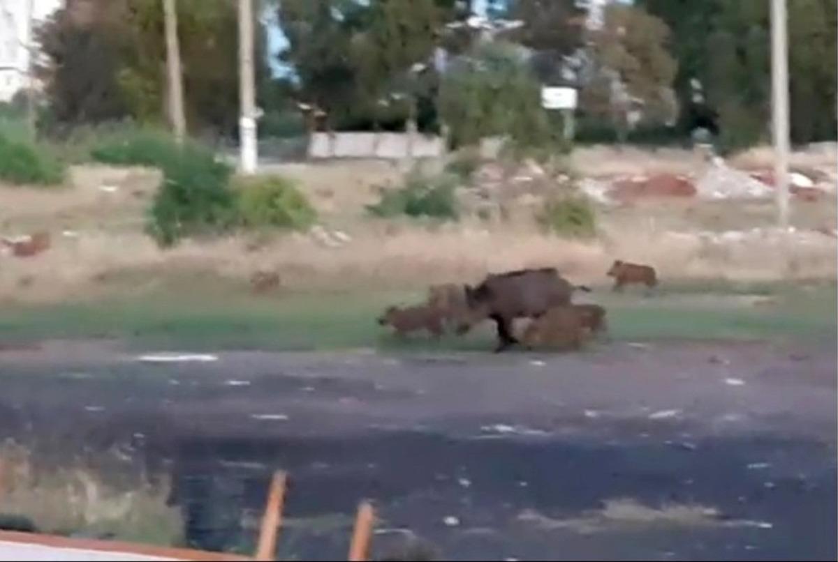 &Uuml;nl&uuml;lerin yaşadığı siteyi domuzlar bastı