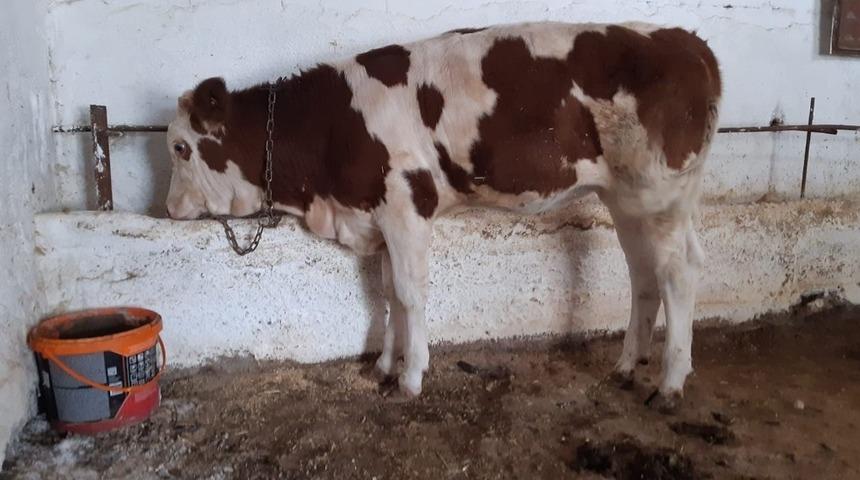 Hayvan Pazarı&rsquo;nda unutulan d&uuml;ve sahibine teslim edildi