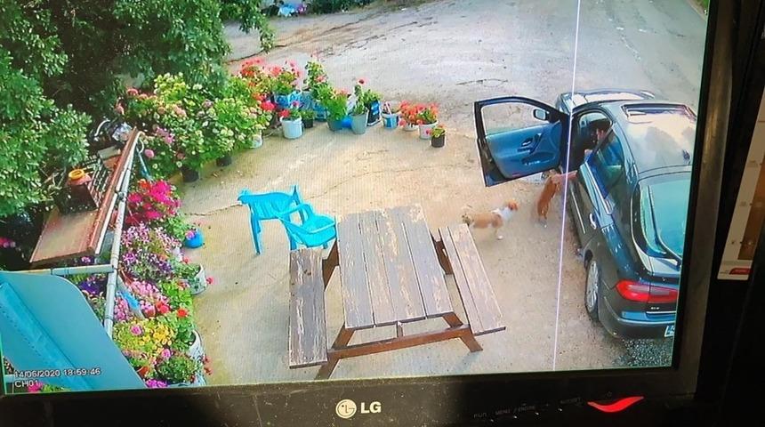 Sevecekmiş gibi yanına çağırdığı sevimli hayvanı böyle çaldı