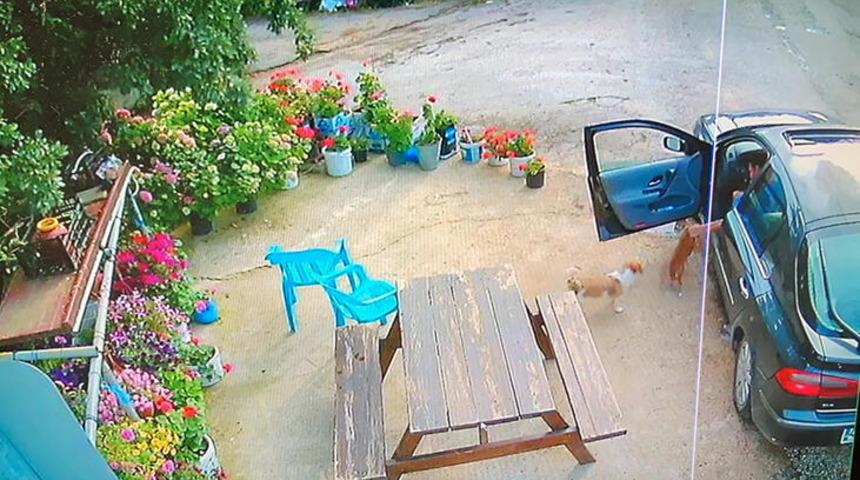 Muğla'da k&ouml;pek hırsızlığı! Sevecekmiş gibi yanına &ccedil;ağırdı olanlar oldu