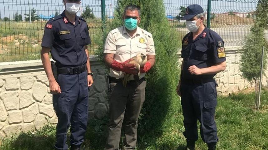 Yaralı şahin, Milli Parklar Şefliğine teslim edildi