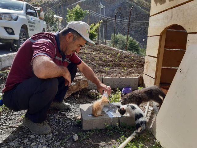 Tedavi altındaki kedilere şefkat eli