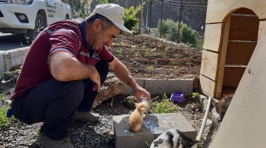 Tedavi altındaki kedilere şefkat eli